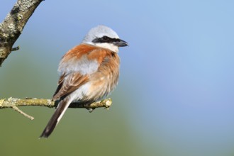 Red-backed shrike (Lanius collurio), male, North Rhine-Westphalia, Germany