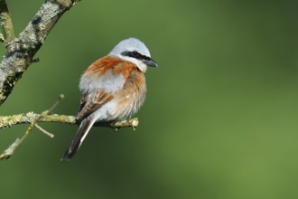 Red-backed shrike (Lanius collurio), male, North Rhine-Westphalia, Germany