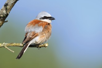 Red-backed shrike (Lanius collurio), male, North Rhine-Westphalia, Germany