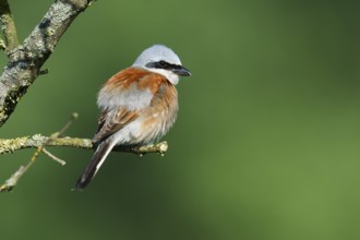 Red-backed shrike (Lanius collurio), male, North Rhine-Westphalia, Germany