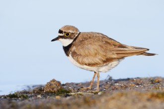 Little Ringed Plover (Charadrius dubius), North Rhine-Westphalia, Germany