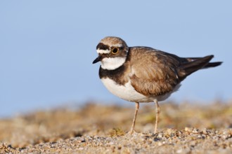 Little Ringed Plover (Charadrius dubius), North Rhine-Westphalia, Germany