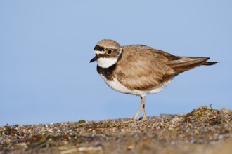 Little Ringed Plover (Charadrius dubius), North Rhine-Westphalia, Germany