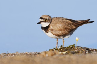 Little Ringed Plover (Charadrius dubius), North Rhine-Westphalia, Germany