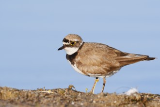 Little Ringed Plover (Charadrius dubius), North Rhine-Westphalia, Germany