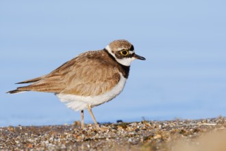 Little Ringed Plover (Charadrius dubius), North Rhine-Westphalia, Germany