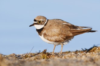 Little Ringed Plover (Charadrius dubius), North Rhine-Westphalia, Germany