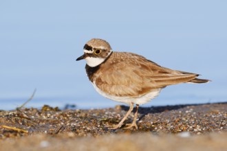 Little Ringed Plover (Charadrius dubius), North Rhine-Westphalia, Germany