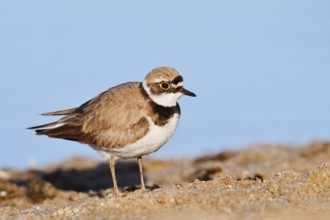 Little Ringed Plover (Charadrius dubius), North Rhine-Westphalia, Germany