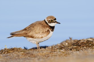 Little Ringed Plover (Charadrius dubius), North Rhine-Westphalia, Germany