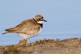 Little Ringed Plover (Charadrius dubius), North Rhine-Westphalia, Germany