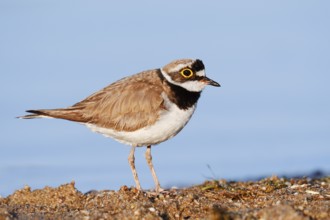 Little Ringed Plover (Charadrius dubius), North Rhine-Westphalia, Germany