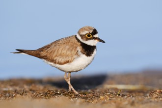 Little Ringed Plover (Charadrius dubius), North Rhine-Westphalia, Germany