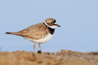 Little Ringed Plover (Charadrius dubius), North Rhine-Westphalia, Germany