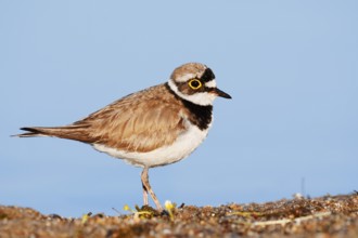 Little Ringed Plover (Charadrius dubius), North Rhine-Westphalia, Germany