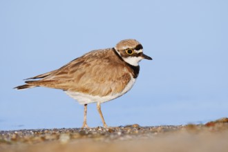 Little Ringed Plover (Charadrius dubius), North Rhine-Westphalia, Germany