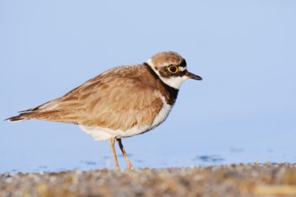 Little Ringed Plover (Charadrius dubius), North Rhine-Westphalia, Germany