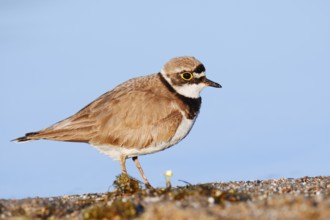 Little Ringed Plover (Charadrius dubius), North Rhine-Westphalia, Germany