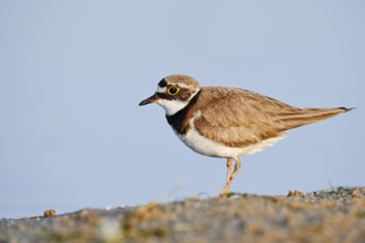 Little Ringed Plover (Charadrius dubius), North Rhine-Westphalia, Germany