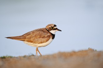 Little Ringed Plover (Charadrius dubius), North Rhine-Westphalia, Germany