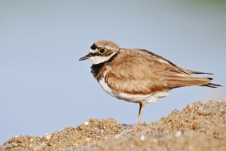 Little Ringed Plover (Charadrius dubius), North Rhine-Westphalia, Germany