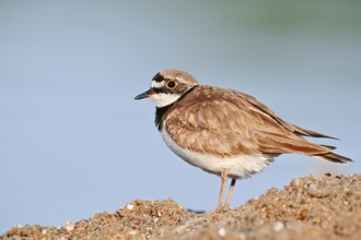 Little Ringed Plover (Charadrius dubius), North Rhine-Westphalia, Germany
