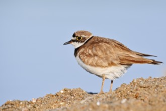 Little Ringed Plover (Charadrius dubius), North Rhine-Westphalia, Germany