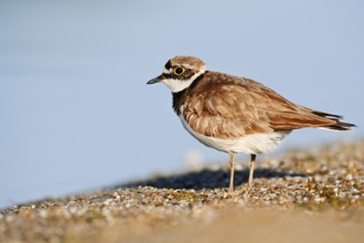 Little Ringed Plover (Charadrius dubius), North Rhine-Westphalia, Germany