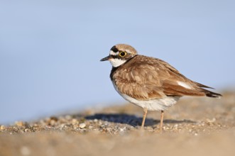 Little Ringed Plover (Charadrius dubius), North Rhine-Westphalia, Germany