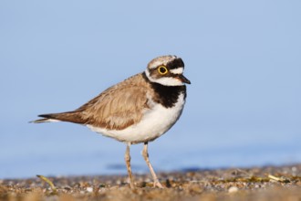Little Ringed Plover (Charadrius dubius), North Rhine-Westphalia, Germany
