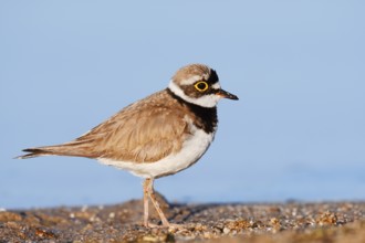 Little Ringed Plover (Charadrius dubius), North Rhine-Westphalia, Germany