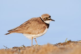 Little Ringed Plover (Charadrius dubius), North Rhine-Westphalia, Germany