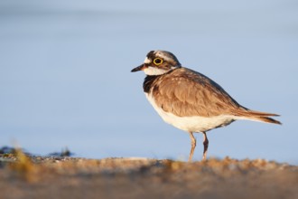 Little Ringed Plover (Charadrius dubius), North Rhine-Westphalia, Germany