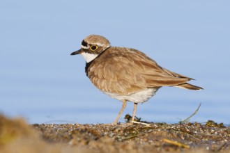 Little Ringed Plover (Charadrius dubius), North Rhine-Westphalia, Germany