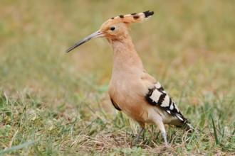 Hoopoe (Upupa epops), Algarve, Portugal