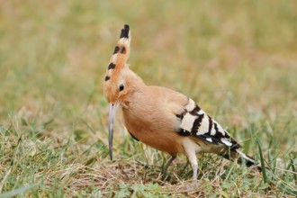 Hoopoe (Upupa epops) foraging, Algarve, Portugal