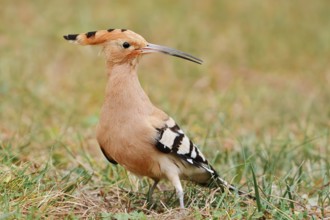 Hoopoe (Upupa epops), Algarve, Portugal