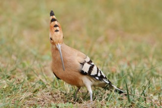 Hoopoe (Upupa epops) foraging, Algarve, Portugal