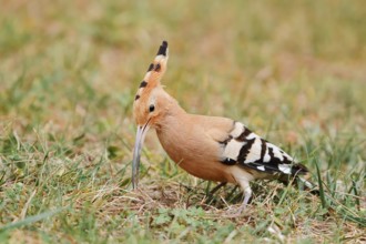 Hoopoe (Upupa epops) foraging in a meadow, Algarve, Portugal