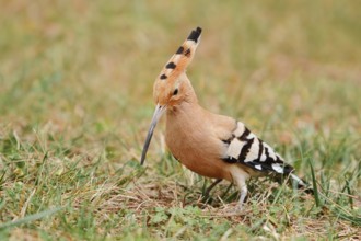 Hoopoe (Upupa epops) foraging in a meadow, Algarve, Portugal
