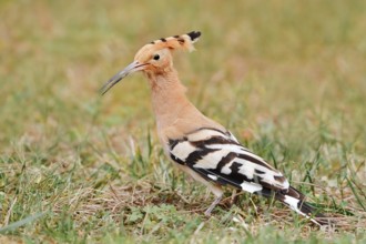 Hoopoe (Upupa epops) foraging in a meadow, Algarve, Portugal