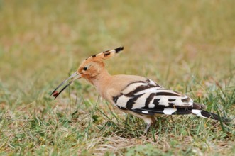 Hoopoe (Upupa epops) with prey in its beak, Algarve, Portugal