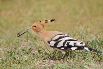 Hoopoe (Upupa epops) with prey in its beak, Algarve, Portugal