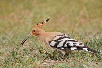 Hoopoe (Upupa epops) with prey in its beak, Algarve, Portugal