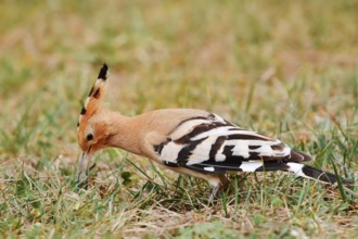 Hoopoe (Upupa epops) foraging in a meadow, Algarve, Portugal