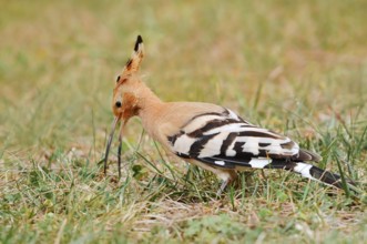 Hoopoe (Upupa epops) foraging in a meadow, Algarve, Portugal