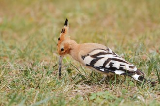 Hoopoe (Upupa epops) foraging in a meadow, Algarve, Portugal