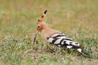 Hoopoe (Upupa epops) foraging in a meadow, Algarve, Portugal