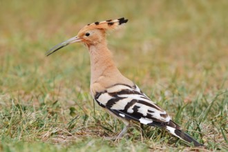 Hoopoe (Upupa epops) foraging in a meadow, Algarve, Portugal