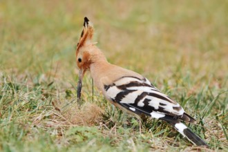 Hoopoe (Upupa epops) foraging in a meadow, Algarve, Portugal